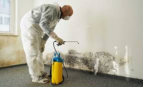 Why You Should Choose Our Mold Remediation Services in Sugar Creek, MO